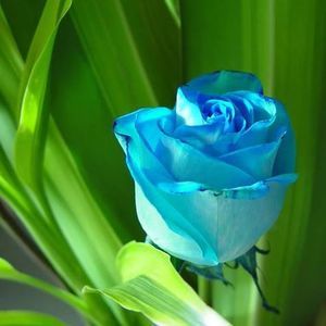 Meet your Posher, Flo